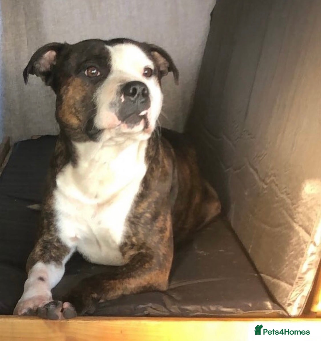 Staffordshire Bull Terrier dogs Staffordshire Bull Terrier Stud in Blandford Forum - Advert 2