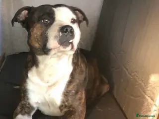 Staffordshire Bull Terrier dogs Staffordshire Bull Terrier Stud in Blandford Forum - Advert 1