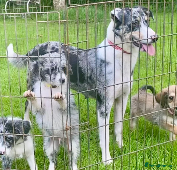 Mixed Breed dogs for sale: Handsome 6‑Month‑Old Bordoodle/Colliepoo Puppy in Exeter - Advert 8