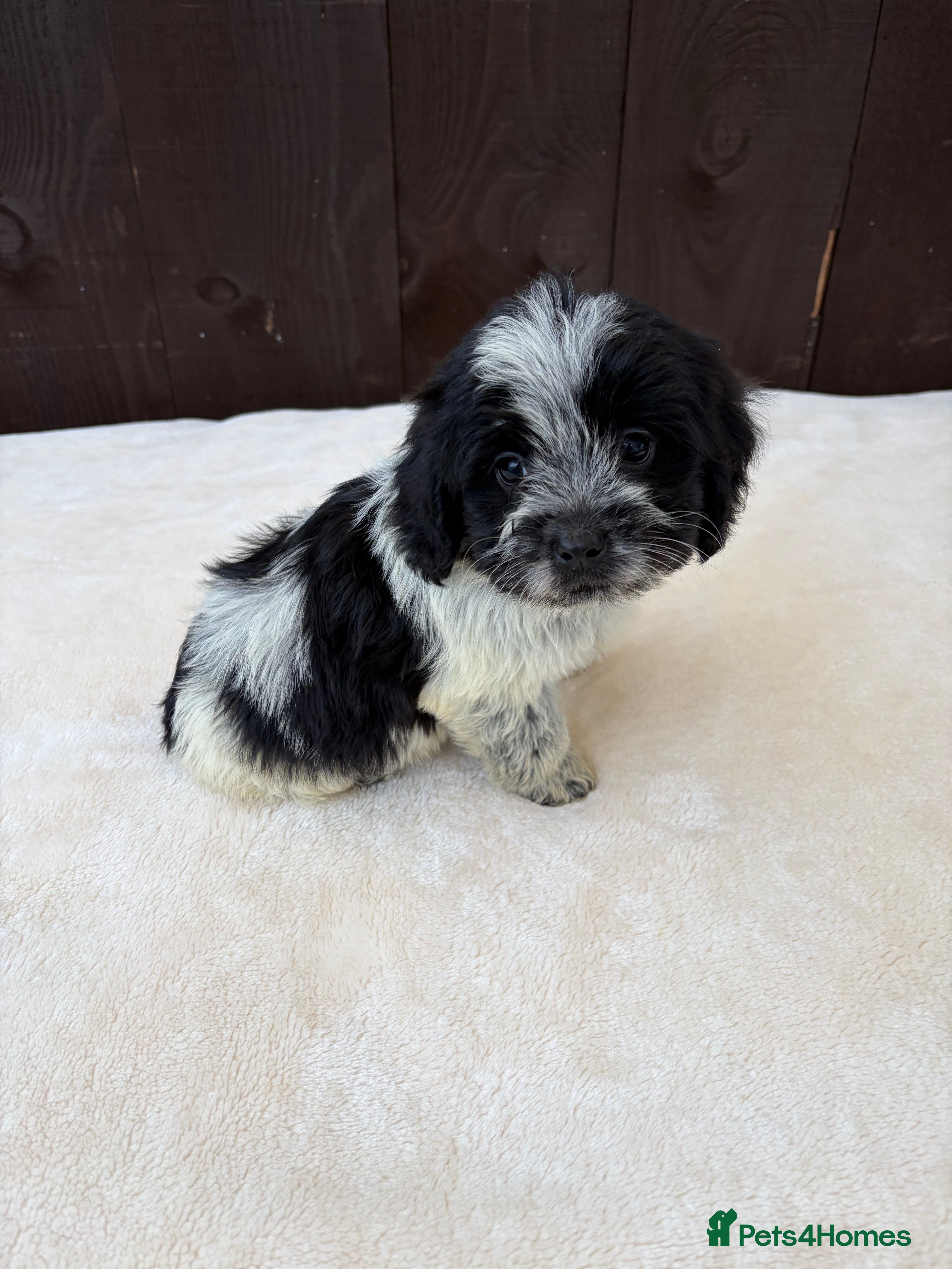 Cockapoo dogs cockapoos puppies F1 only 1 boys available  - Advert 3