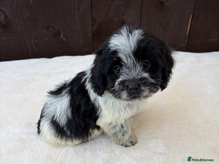 Cockapoo dogs cockapoos puppies F1 only 1 boys available - Advert 3