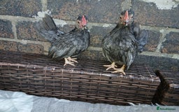 Chickens poultry for sale: 2 handsome serama Cockerells - Image 3