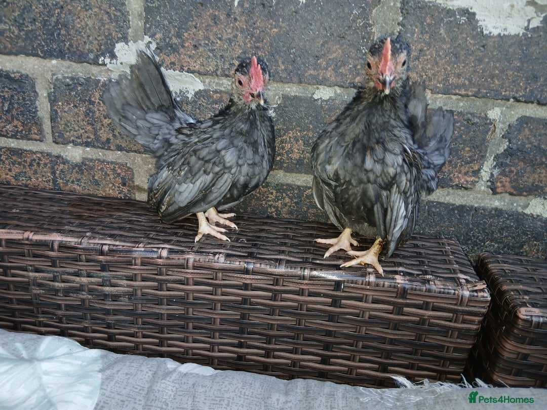 Chickens poultry for sale: 2 handsome serama Cockerells - Image 3