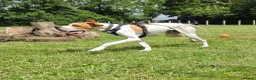 Pointer dogs for adoption: Remi (English Pointer) in Bedford - Advert 33
