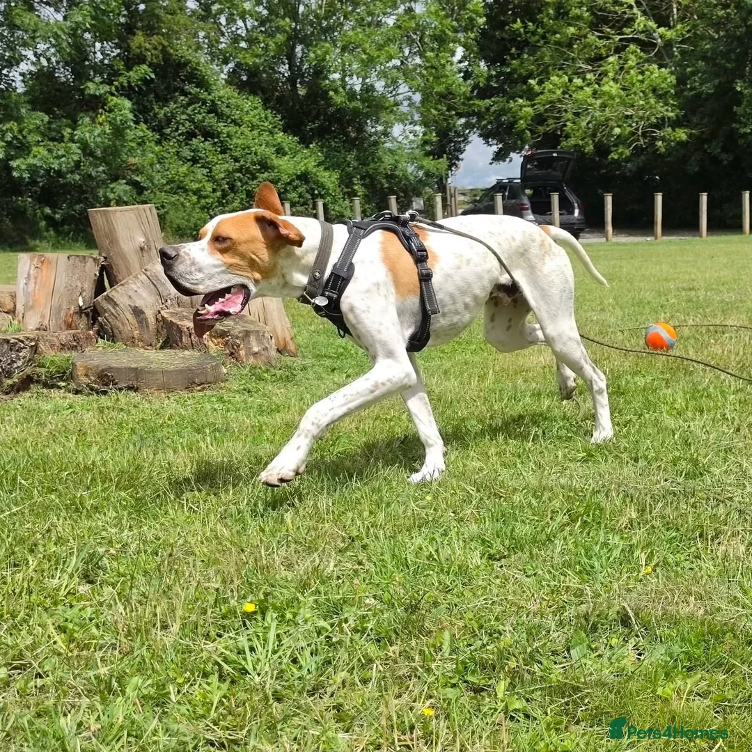 Pointer dogs for adoption: Remi (English Pointer) in Bedford - Advert 33