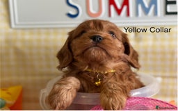 Cockapoo dogs for sale: F1 Toy Cockapoo’s in richest red ❤️ - Image 12
