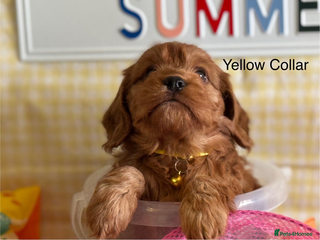 Cockapoo dogs for sale: F1 Toy Cockapoo’s in richest red ❤️ - Image 12