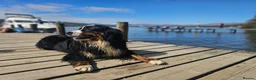 Bernese Mountain Dog dogs for sale: 🐾 Seven Beautiful Bernese Mountain Dog Puppies. - Advert 13