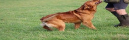 Golden Retriever dogs for stud: EXTENSIVELY health tested with excellent results! in Newark - Advert 29
