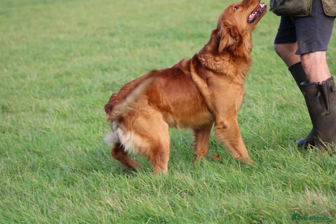 Golden Retriever dogs for stud: EXTENSIVELY health tested with excellent results! in Newark - Advert 29