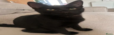 Domestic Shorthair 1