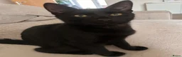 Domestic Shorthair cats for sale: Two beautiful black boys - Advert 4