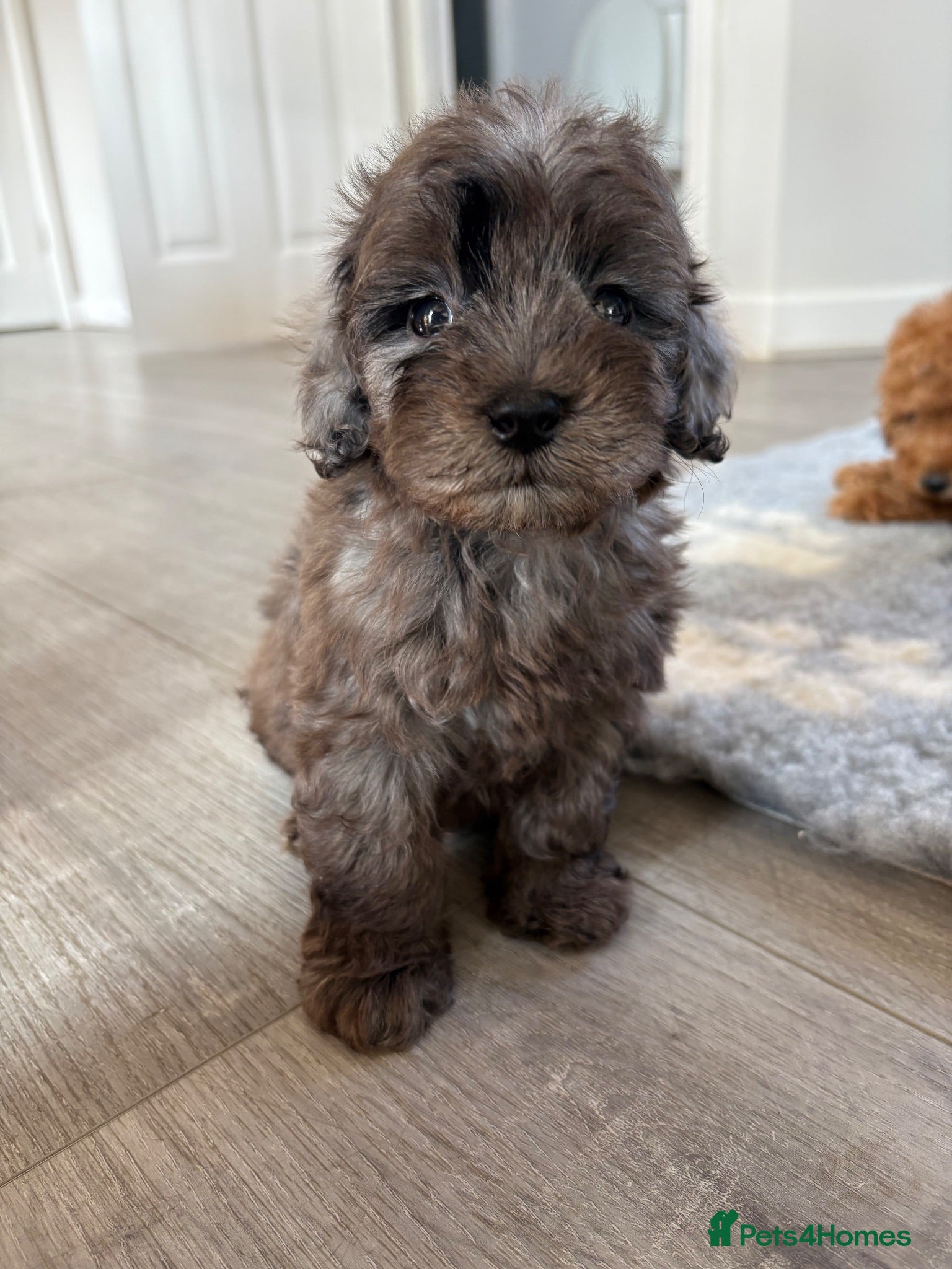 Cavapoo dogs Exceptional health tested Cavapoo puppies - Advert 2
