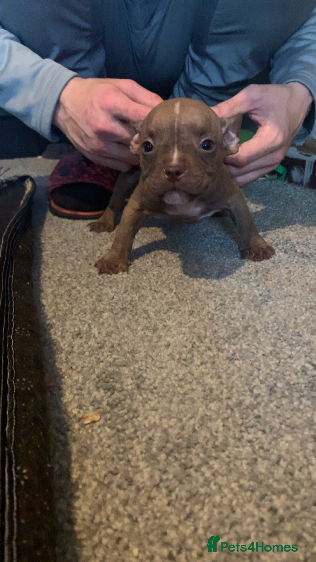 American Bully dogs for sale: Micro / pocket bully’s  - Image 2