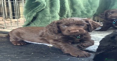 Cocker Spaniel dogs - Advert 1