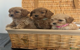 Cavapoo dogs for sale: Stunning, F1 Cavapoo fully health tested parents  - Image 5