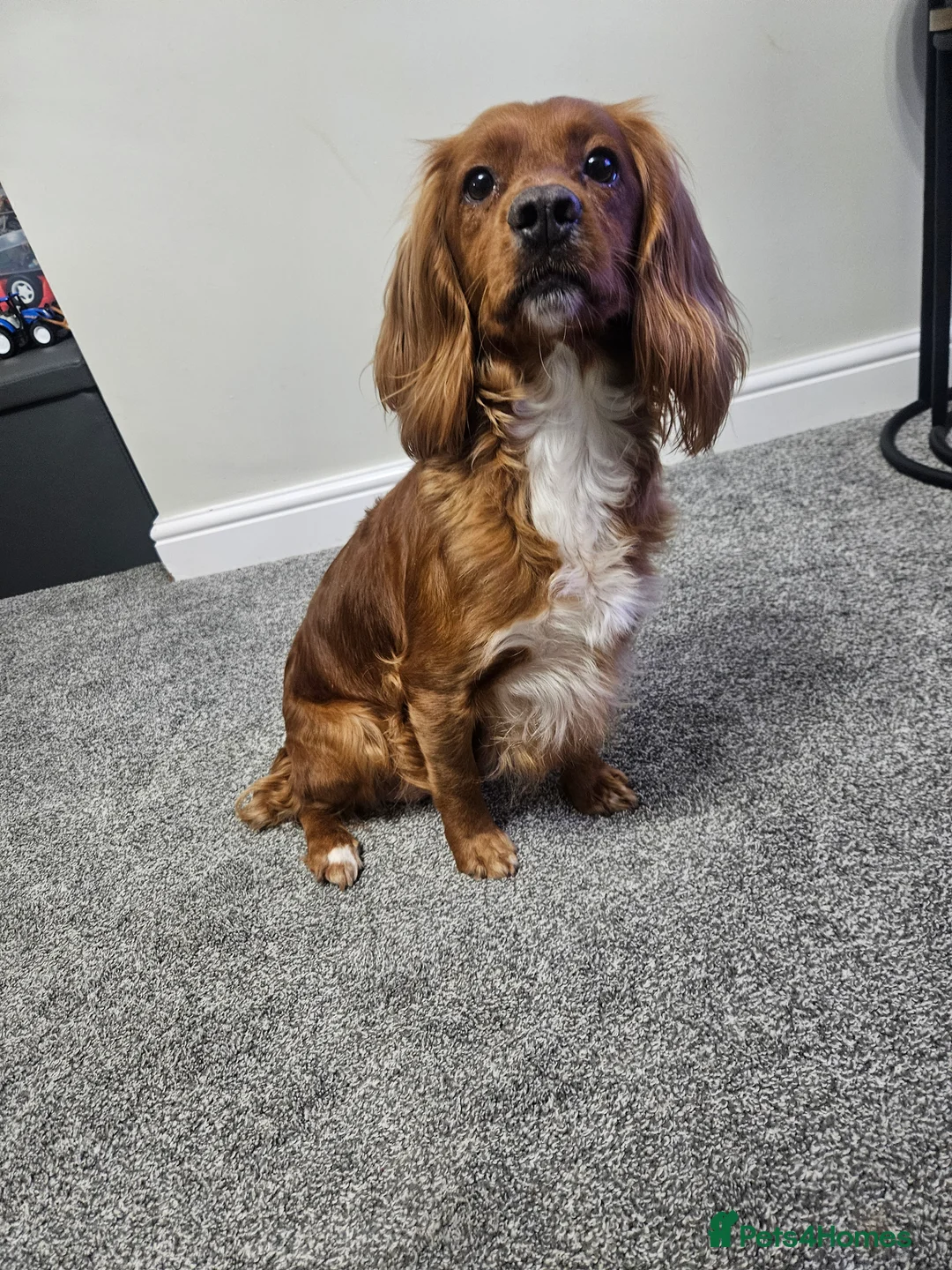 Cocker Spaniel dogs for sale: Stunning KC working cocker spaniel puppies - Advert 2