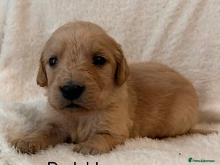 Golden Retriever dogs Beautiful KC Reg Golden Retriever - Advert 12