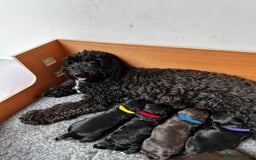 Cockapoo dogs for sale: Cockapoo Puppies For Sale - Image 1