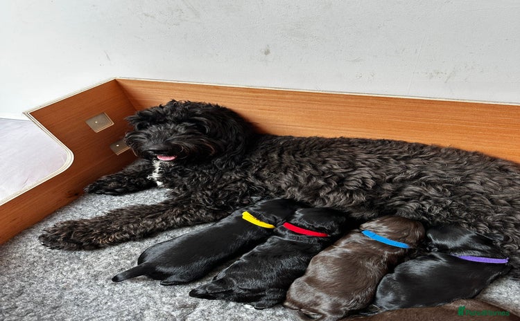 Cockapoo dogs - Advert 5