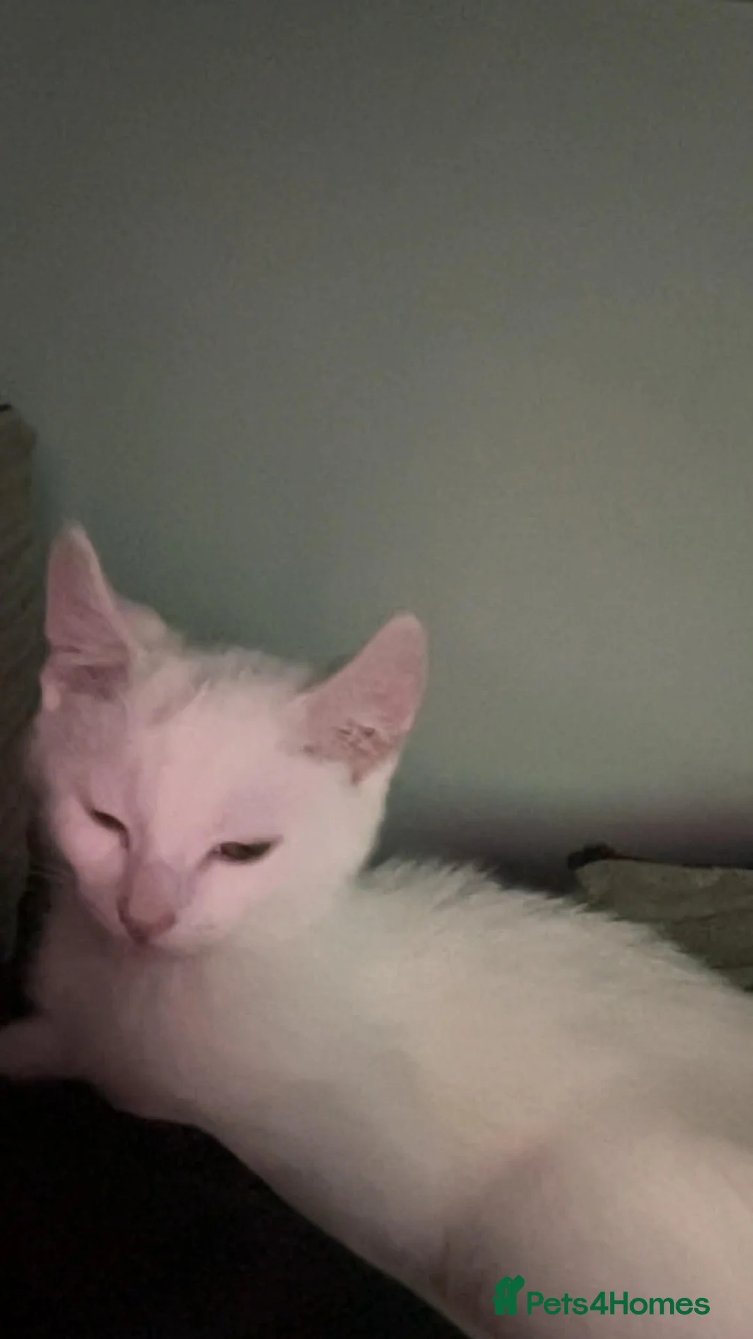 Mixed Breed cats for sale: Female Kitten - Advert 4