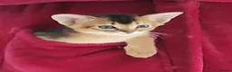 Abyssinian cats for sale: Adorable Pedigree Abyssinian kittens  in Royston - Advert 1