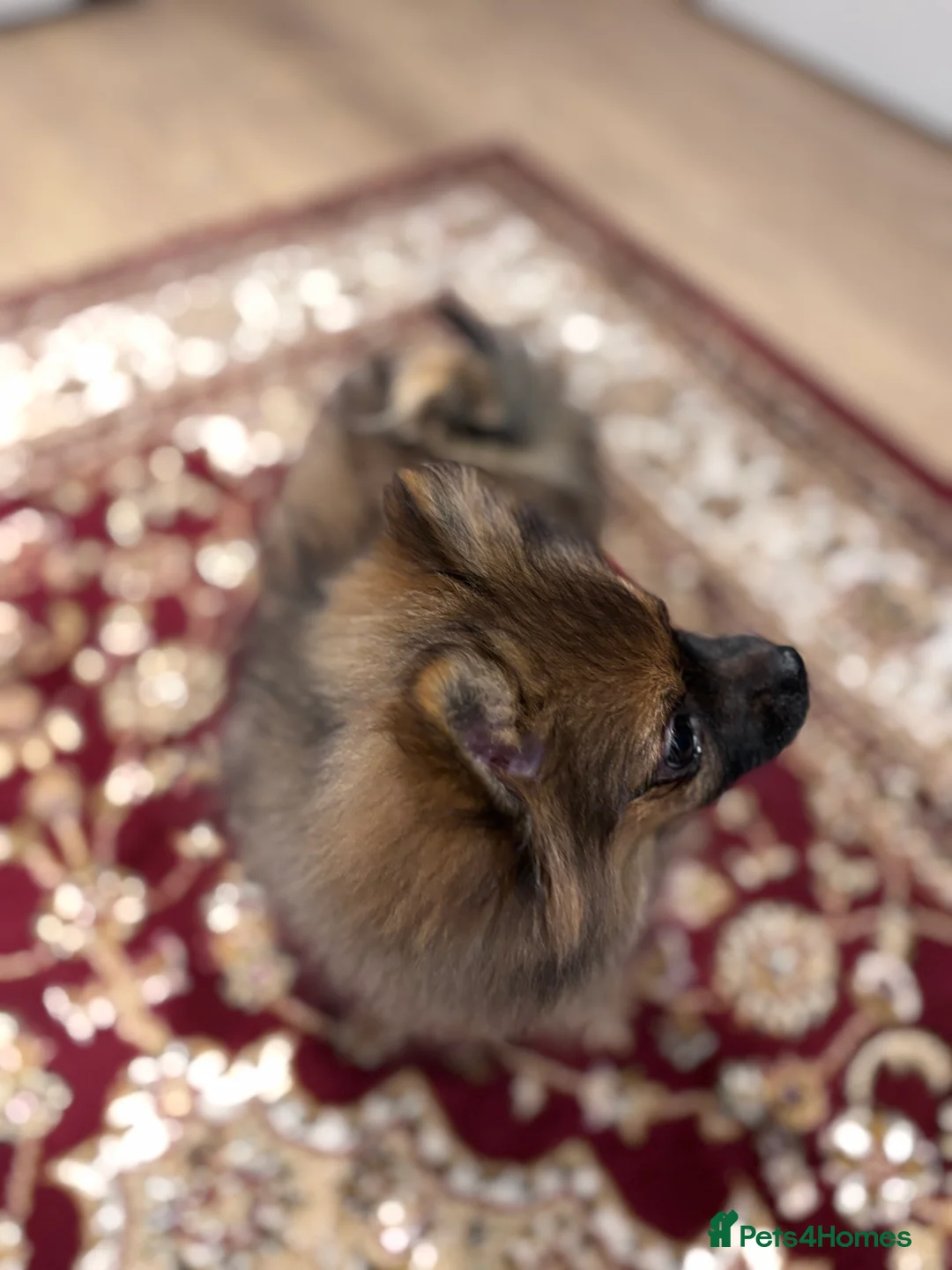 Pomeranian dogs for sale: 🐾 Stunning Male Pomeranian Puppy – £1,750 🐾 - Advert 34