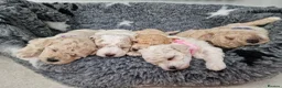 Poochon dogs for sale: Health-Tested Poochon Puppies – Ready 29th May in Carmarthen - Advert 1