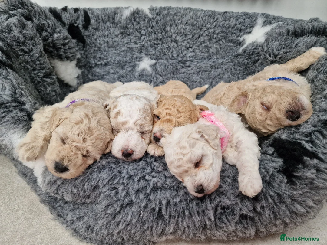 Poochon dogs for sale: Health-Tested Poochon Puppies – Ready 29th May in Carmarthen - Advert 1