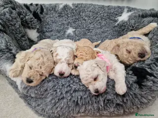 Poochon dogs Health-Tested Poochon Puppies – Ready 29th May - Advert 1