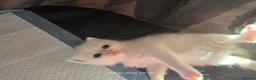 Exotic cats for sale: Persian/British Shorthaired cats - Advert 13