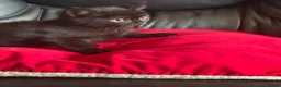 British Shorthair cats for sale: British shorthair kittens  in Warrington - Advert 5