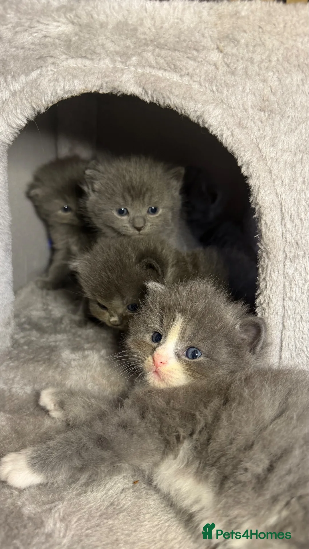 British Shorthair cats for sale: 5 beautiful british short hair kittens - Advert 1