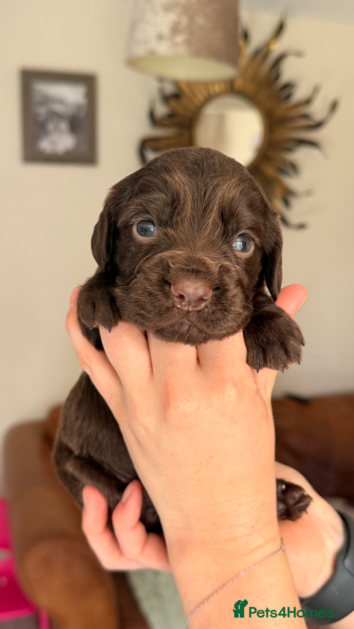 Cocker Spaniel dogs Stunning Working Cocker Spaniel Puppies.  - Advert 2