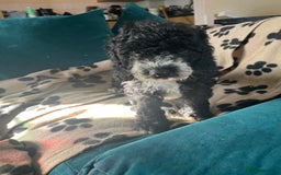 Cockapoo dogs for sale: Adorable Cockapoo Puppies  - Image 15