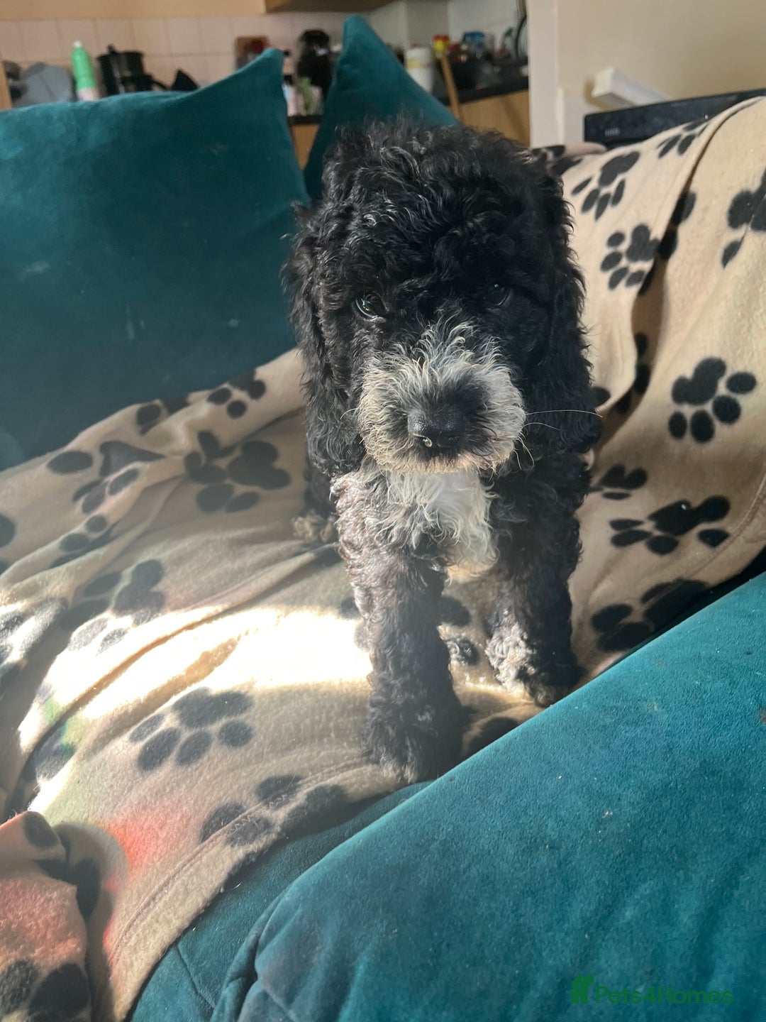 Cockapoo dogs for sale: Adorable Cockapoo Puppies  - Image 15