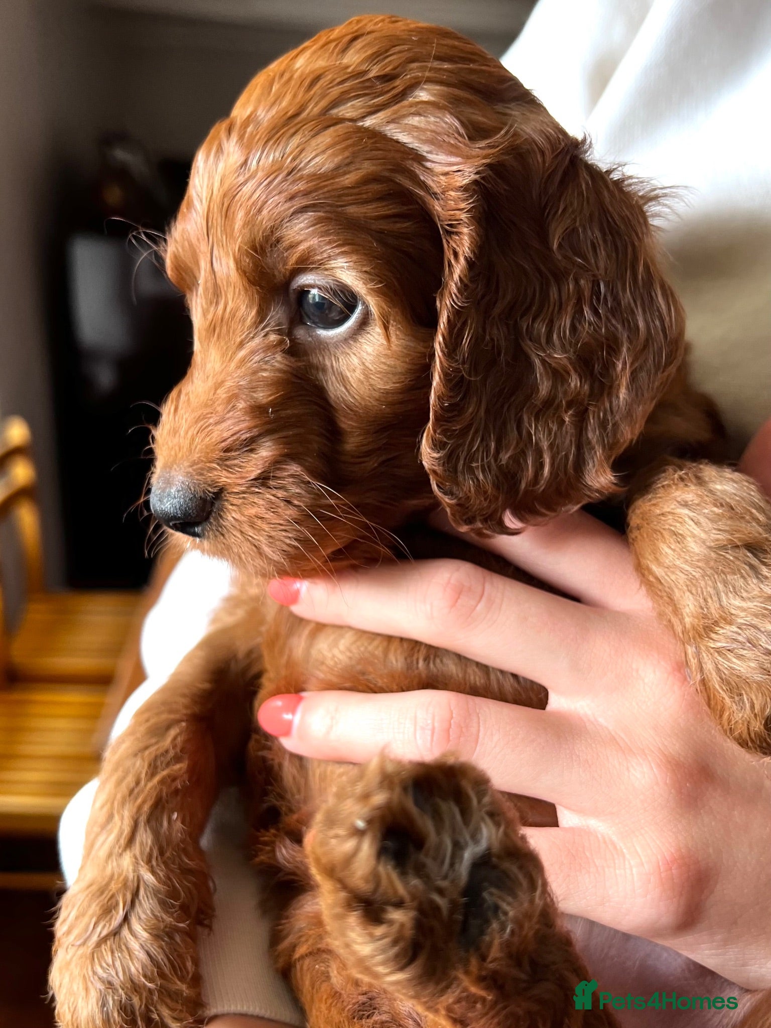 Irish Doodle dogs Doodles Miniature Poodle cross Irish Red Setter,  - Advert 2