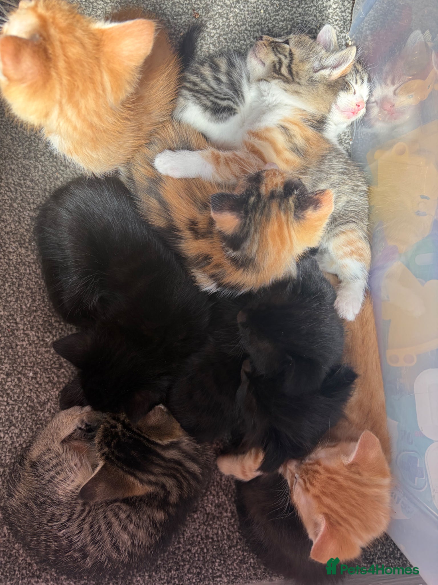 Mixed Breed cats Kittens  - Advert 2