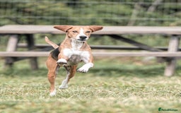 Mixed Breed dogs for adoption: Sweet Kody is ready for his forever sofa - Image 8