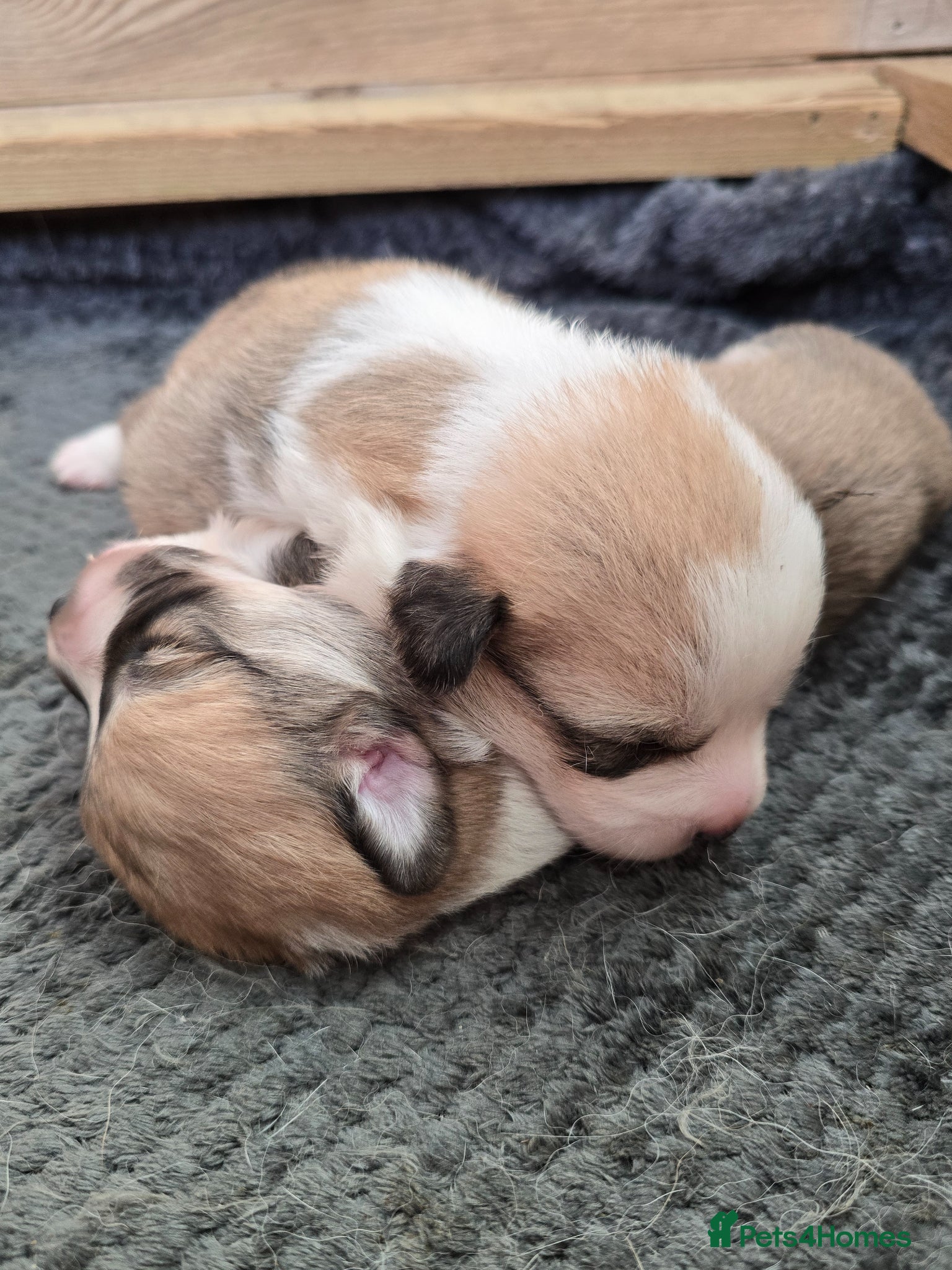 Welsh Corgi Pembroke dogs KC Beautiful Welsh Pembroke Corgi puppies. - Advert 3