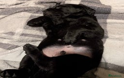 Goldador dogs for sale: Stunning Black Lab/Golden Retriever Puppies - Advert 29