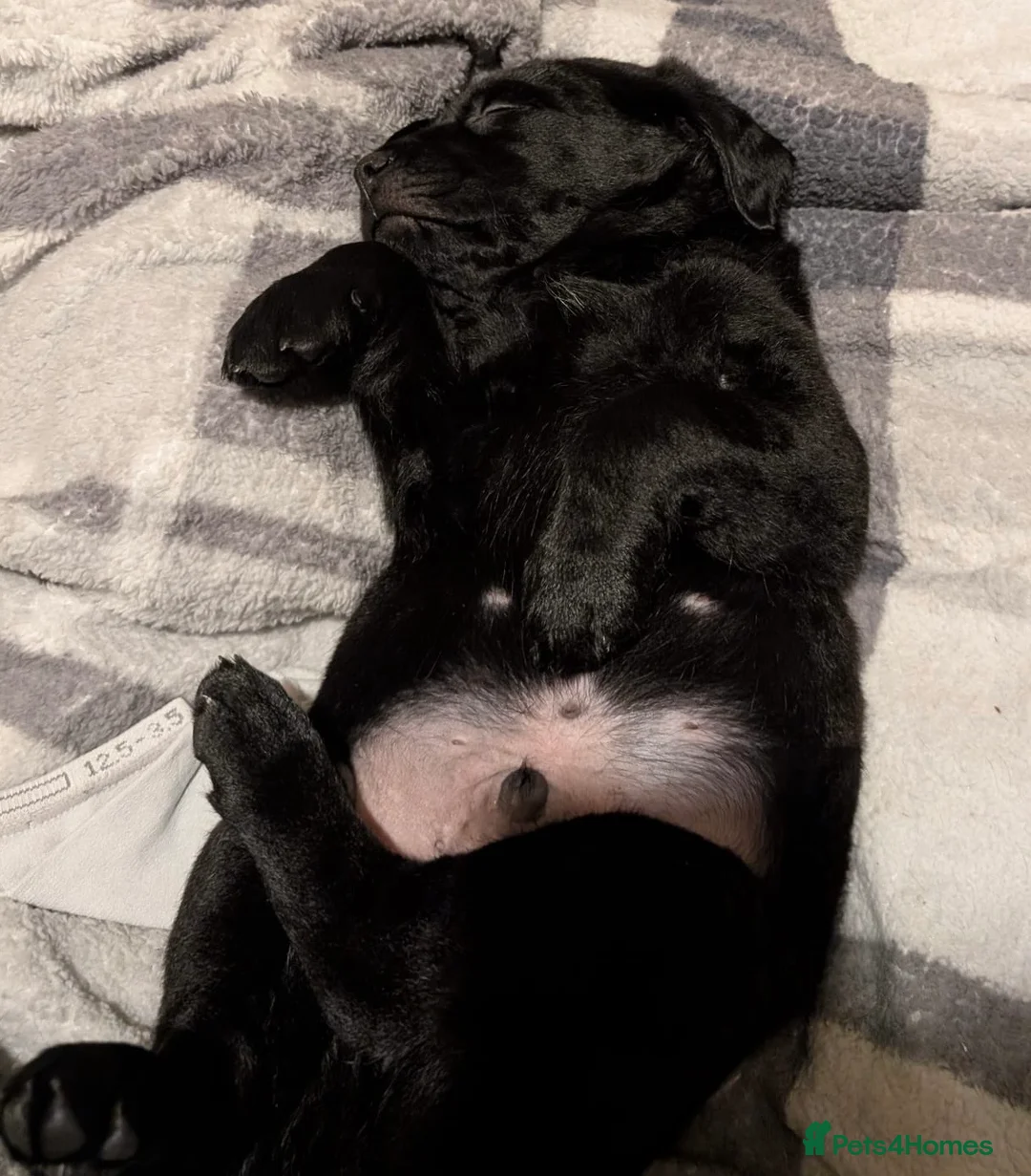 Goldador dogs for sale: Stunning Black Lab/Golden Retriever Puppies - Advert 27