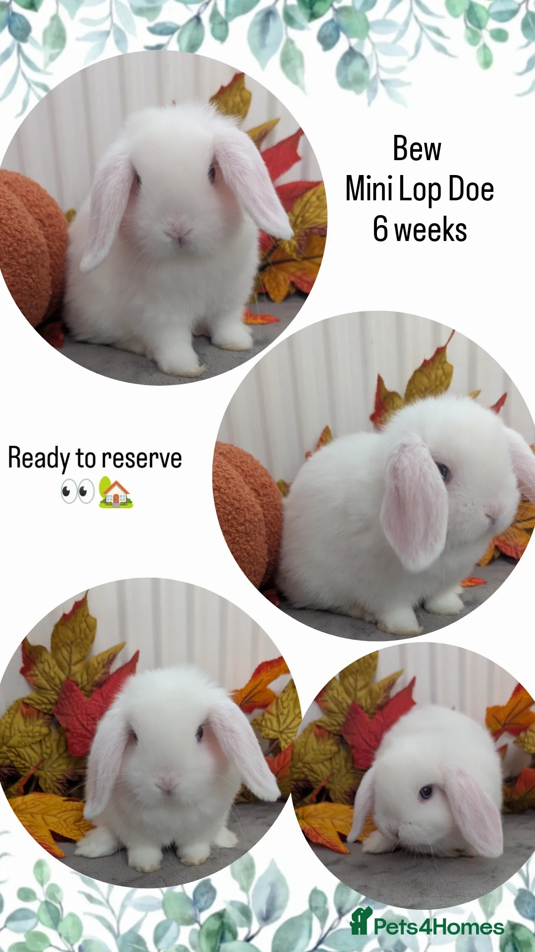Mini Lop rabbits for sale: Mini lops ready to reserve - Image 3