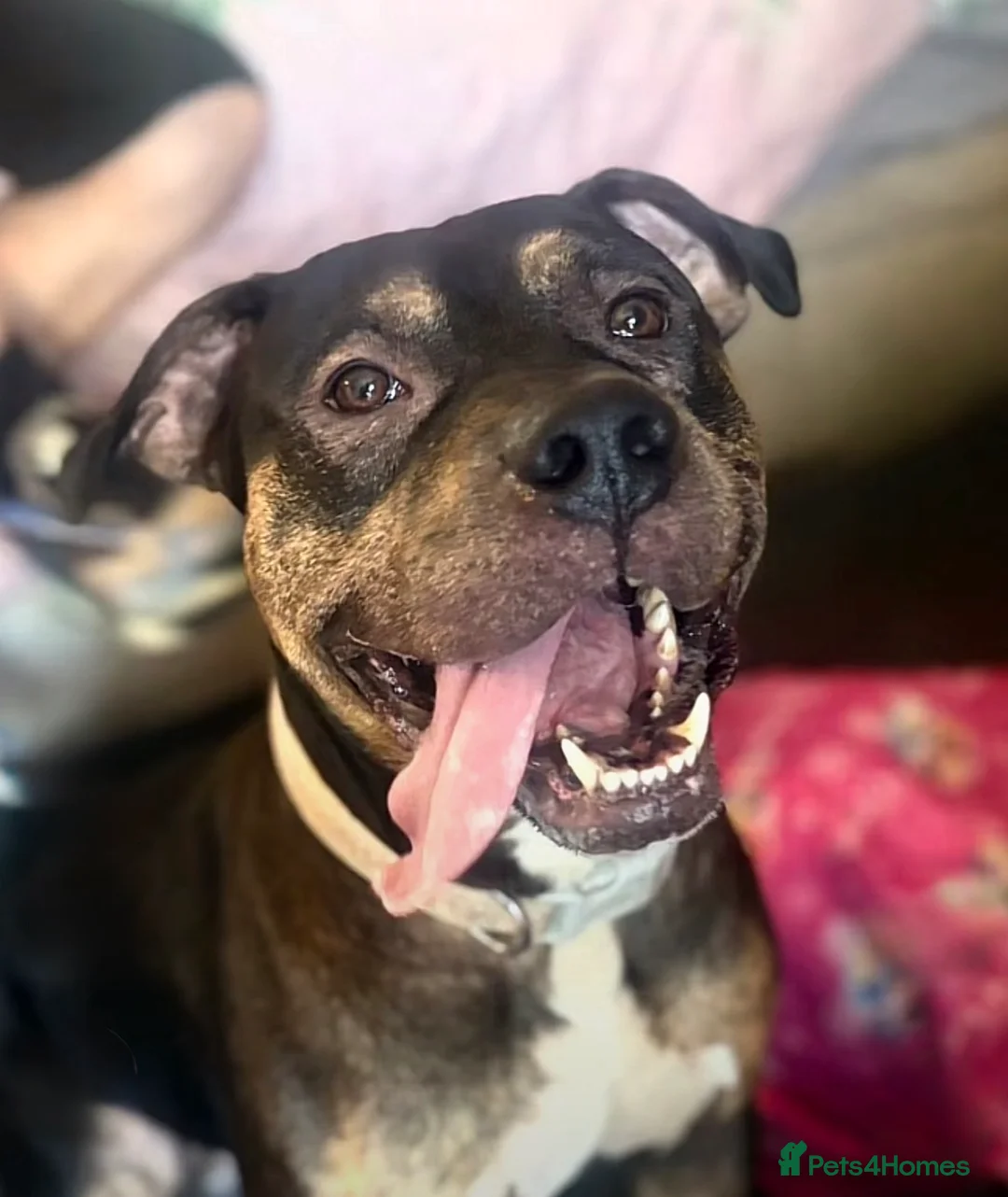 Mixed Breed dogs for sale: My name boss in Portsmouth - Advert 1