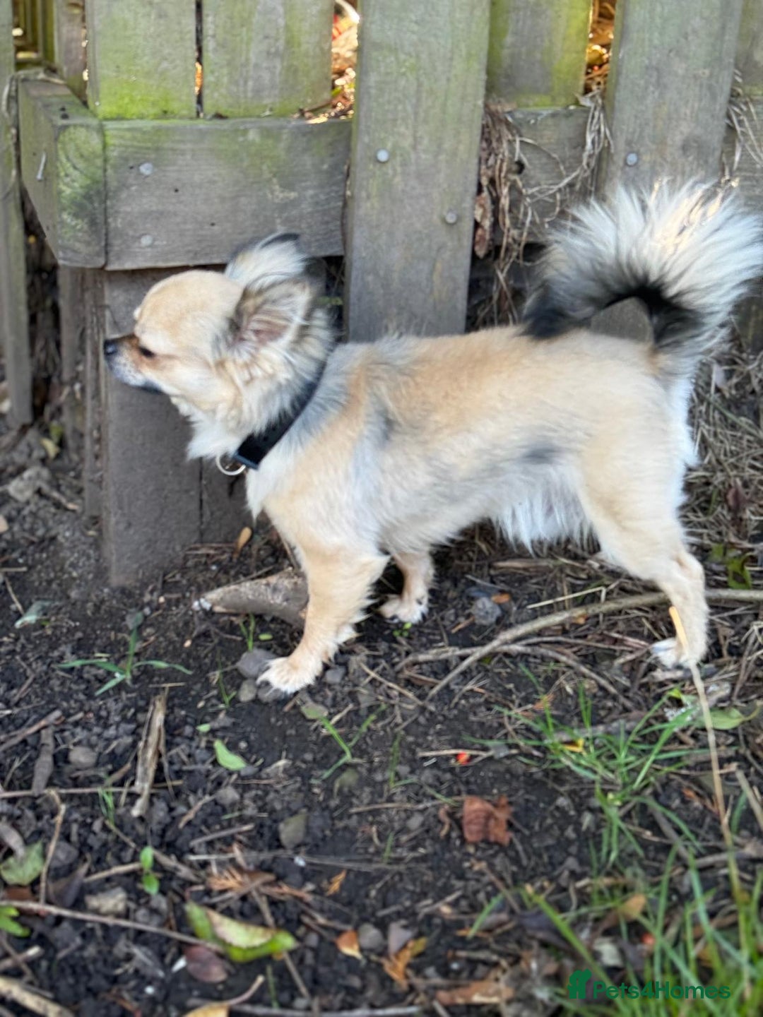 Chihuahua dogs for stud: Miloo - Advert 5