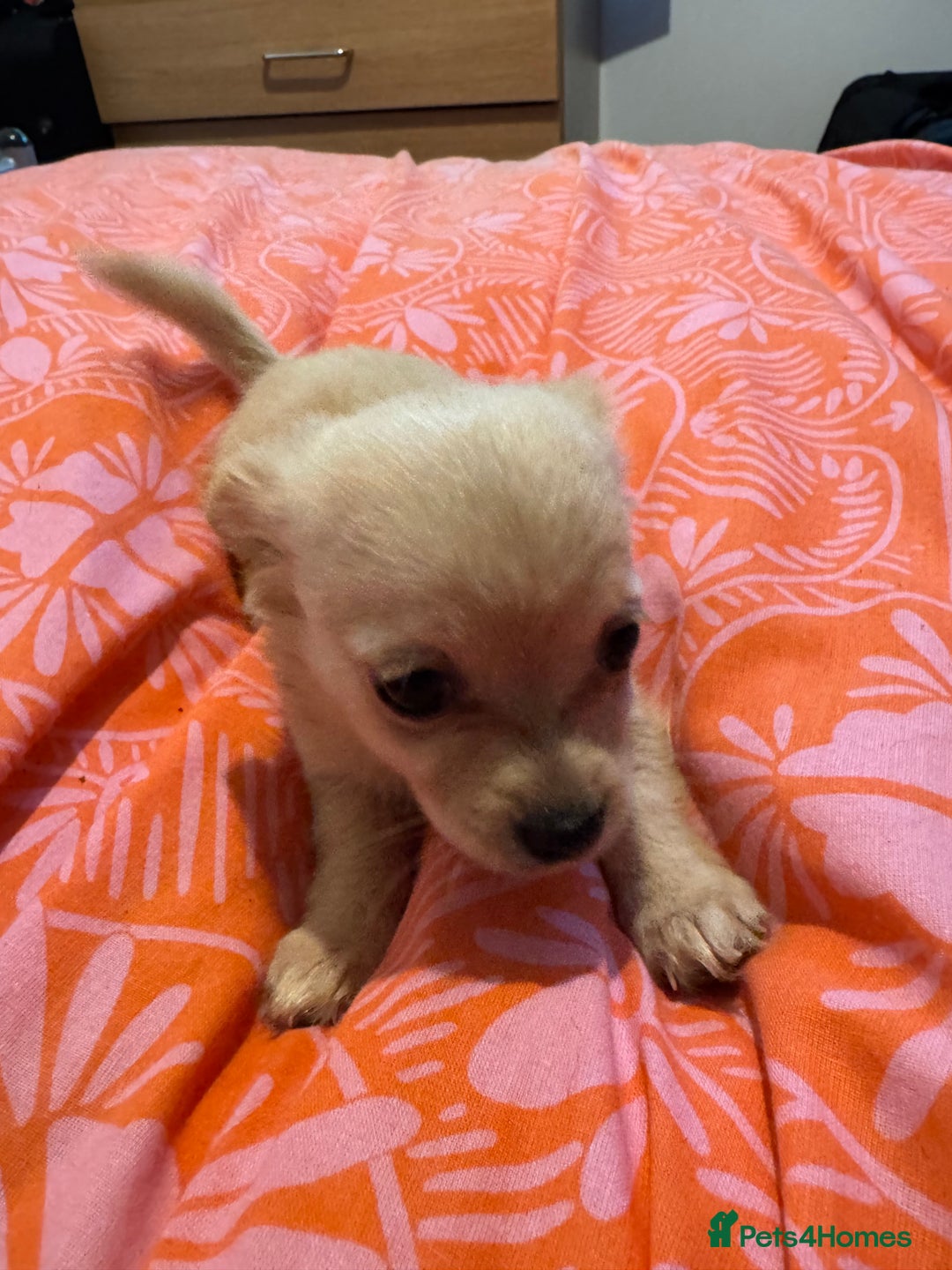 Chihuahua dogs for sale: chocolate boy black n tan boy creamish girl  - Advert 10