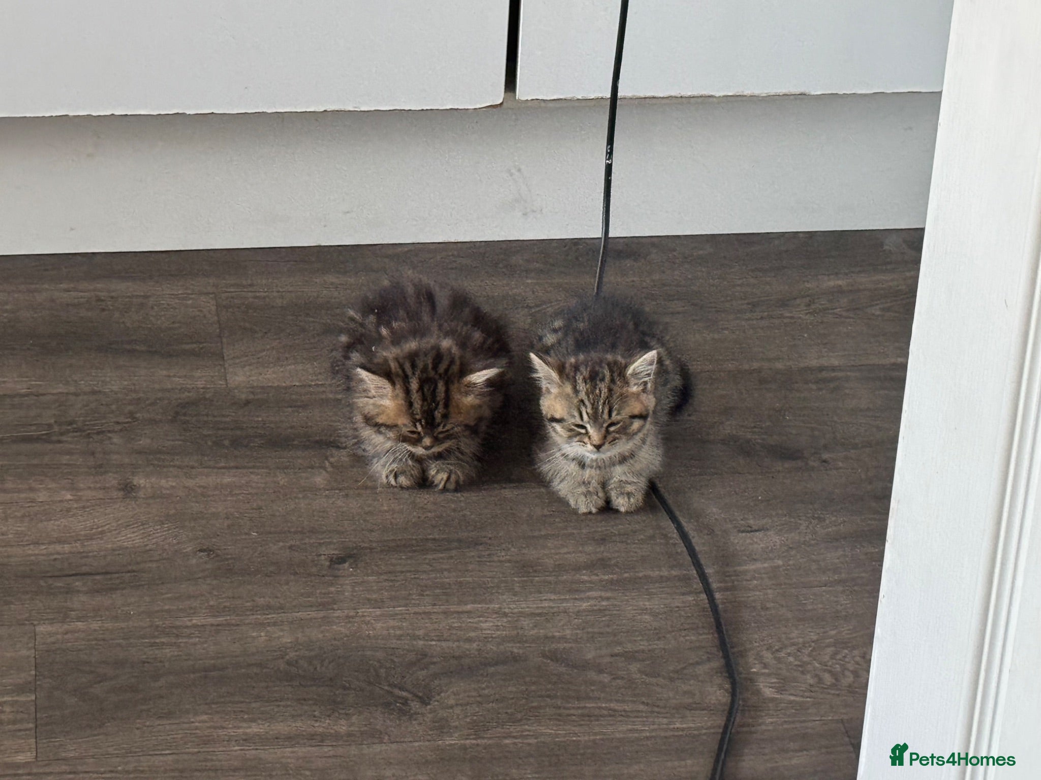 British Shorthair cats Two lovely female kittens for sale  - Advert 16