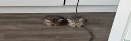 British Shorthair cats for sale: Two lovely female kittens for sale  in Birmingham - Advert 1