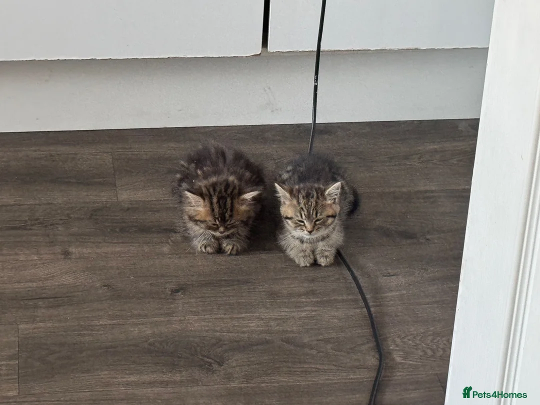 British Shorthair cats for sale: Two lovely female kittens for sale  in Birmingham - Advert 1