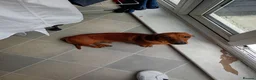 Miniature Dachshund dogs for sale: * tan miniature daschaund *  - Advert 4
